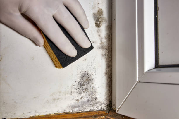 Best Black Mold Removal  in Oconto Falls, WI